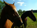 Horseback riding