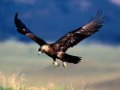 Wildernis in Slowakije -Tatra gebergte