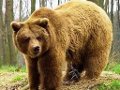 Wildlife in Slovakia - Brown Bear in Western Tatras